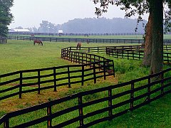 Horse Farm, Goshen, Kentucky